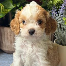 Grant - Blenheim male Cavapoo puppy in Grove, Oklahoma from Rocky Oak Cavaliers & Biewer Terriers LLC