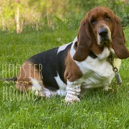 Basset Hounds from Hoosier Hounds