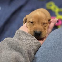 Boy 2 - Yellow male Labrador Retriever puppy in Grand Rivers, Kentucky from Big Water Dreams Retrievers