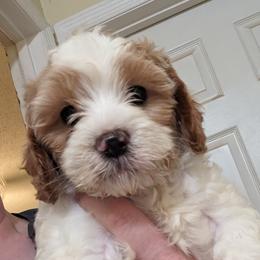 Cavapoos and Goldendoodles from Daisy's Doodle Den