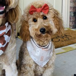Coco - Goldendoodle