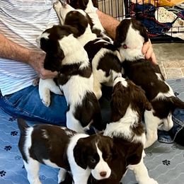 English Springer Spaniel Puppies from Burton English Springer Spaniels