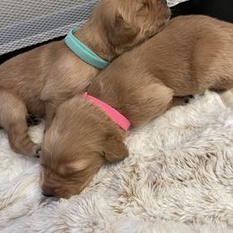 Golden Retriever Puppies from Tradershire Goldens