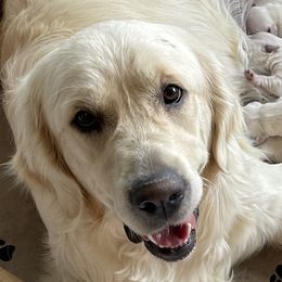 Meli - Golden Retriever