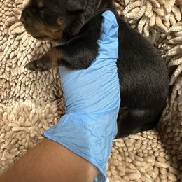 Pick 7 - Black and mahogany male Rottweiler puppy in Lyons, Indiana from White River Rottweilers