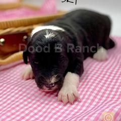 Aussiedoodle and Bordoodle Puppies from Dood B Ranch Doodles