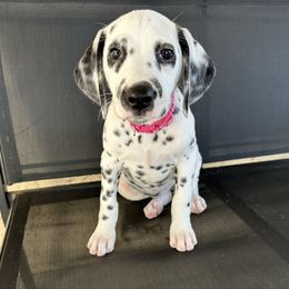 Dark pink collar female - White and black female Dalmatian puppy in Sacramento, California from Dream Dalmatians