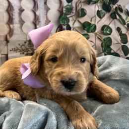 Lavender - Cream female Goldendoodle puppy in The Woodlands, Texas from Gracie's Goldendoodles and Bernedoodles