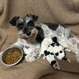 Windom - Miniature Schnauzer