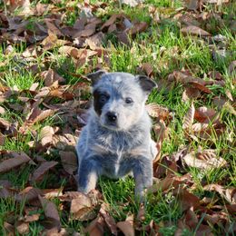 Donner - Blue mottled male Australian Cattle Dog puppy in Buffalo Valley, Tennessee from Buffalo Valley Breeders