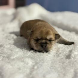 Louie - Cream male Companion Cross puppy in Hampton, Virginia from Beach Wave Kennels