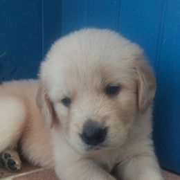 Golden Retriever Puppies from Summer Sun Goldens