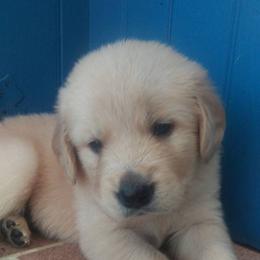 Golden Retriever Puppies from Summer Sun Goldens