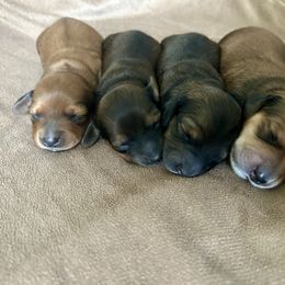 Dachshund Puppies from Zacha’s Doxie House