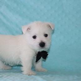 Cairn Terrier and West Highland White Terrier Puppies from Linda’s Lovable Pups