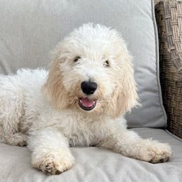 Milkshake - Labradoodle puppy from The Dood Ranch