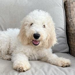 Milkshake - Labradoodle puppy from The Dood Ranch
