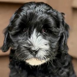 Onyx (Yellow Collar) - Black and chalk female Australian Labradoodle puppy in Mount Gilead, North Carolina from Tillery Labradoodles