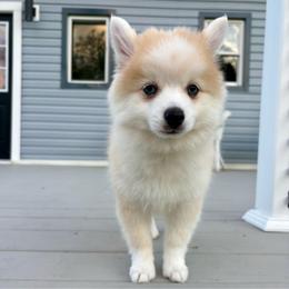Andy - White male Pomsky puppy in Harford Mills, New York from Finger Lakes Pomskies