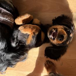 Dachshund Puppies from Birkin’ Paws