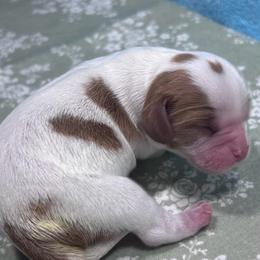 Bently - Blenheim male Cavalier King Charles Spaniel puppy in Columbus, Mississippi from Rocky Road Kennel