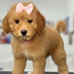 Nancy - Apricot female Goldendoodle puppy in Yuciapa, California from AlltheDoodlez_