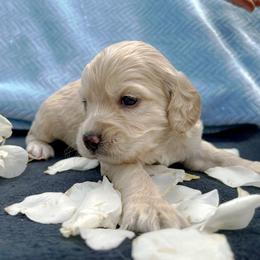 Cockapoo and Pomeranian Puppies from Luna Kennel