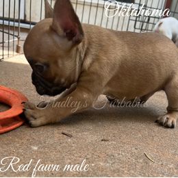 Boy 2 - Fawn French Bulldog puppy in Minco, Oklahoma from Findley’s Furbabies