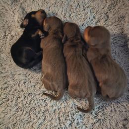 Chocolate and tan male 1 - Chocolate and tan male Dachshund puppy in Belle Rive, Illinois from Akin's Miniature Dachshunds, LLC
