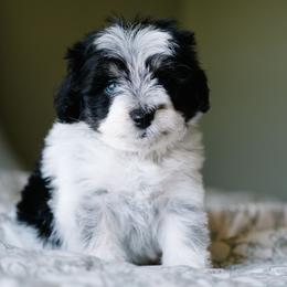 Bordreaux - Parti male Schnoodle puppy in Grove, Oklahoma from Grand Lake Poodles & Doodles