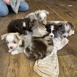 Australian Shepherd, Miniature American Shepherd, Miniature Australian Shepherd, and Toy Australian Shepherd Puppies from Painted Blue Aussies