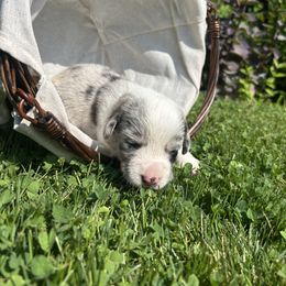NOLA - Blue merle and white female Cardigan Welsh Corgi puppy in Clio, Michigan from Old Oak Cardigans