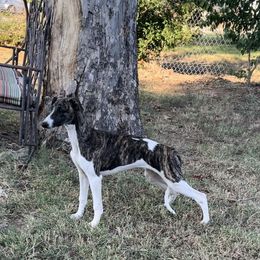 Whippet Puppies from Wendy Stover