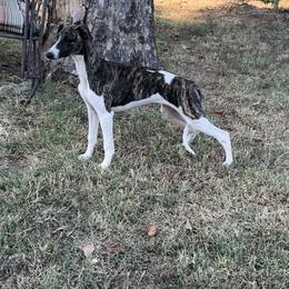 Whippet Puppies from Wendy Stover