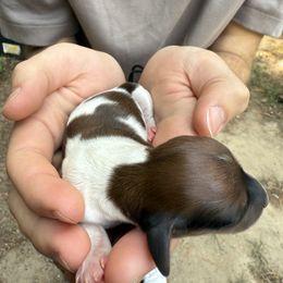 Pinto - Piebald female Dachshund puppy in Sandpoint, Idaho from Upper Pack River Mini Dachshunds