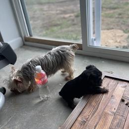 Miniature Schnauzer and Yorkshire Terrier Puppies from Copper Rose Farm