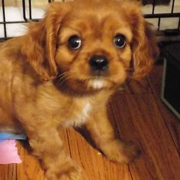 Cavalier King Charles Spaniel Puppies from Pleasant Meadows