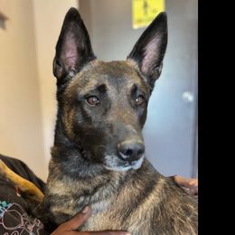 Kakashi - Belgian Malinois