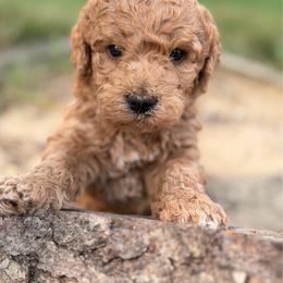 Laredo - Parti male Goldendoodle puppy in Zeeland, Michigan from Dandelion Lane Doodles