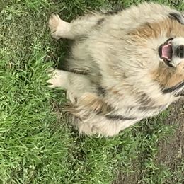 Sheba - Miniature American Shepherd