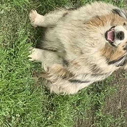 Sheba - Miniature American Shepherd
