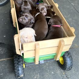 Dachshund and Labrador Retriever Puppies from Honeydew Ranch