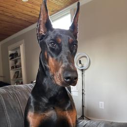 Doberman Pinscher puppies from Indah Lux Dobermans