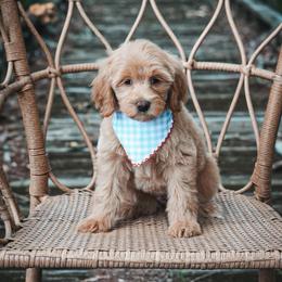 Augusta - Apricot female Goldendoodle puppy in Fleming Island, Florida from Island Doodles