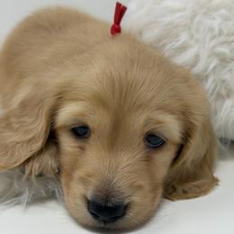 Wonder - Cream male Dachshund puppy in Murfreesboro, Tennessee from Kimbrie's Dream Cream Doxies