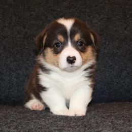 Pucker - Black and tan male Pembroke Welsh Corgi puppy in Arcanum, Ohio from Weissway Corgis