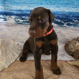 Wyatt - Red and rust male Doberman Pinscher puppy in Anderson, Indiana from Legendary Kennels
