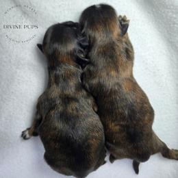 Girl 2 - Brindle female Shih Tzu puppy in League City, Texas from Divine Pups