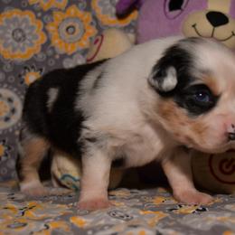 Miniature Australian Shepherd Puppies from JnT's Bluegrass Mini Aussies