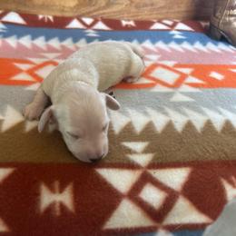 Maroon collar - Cream female Dachshund puppy in Eustis, Florida from K8’s Dachshunds